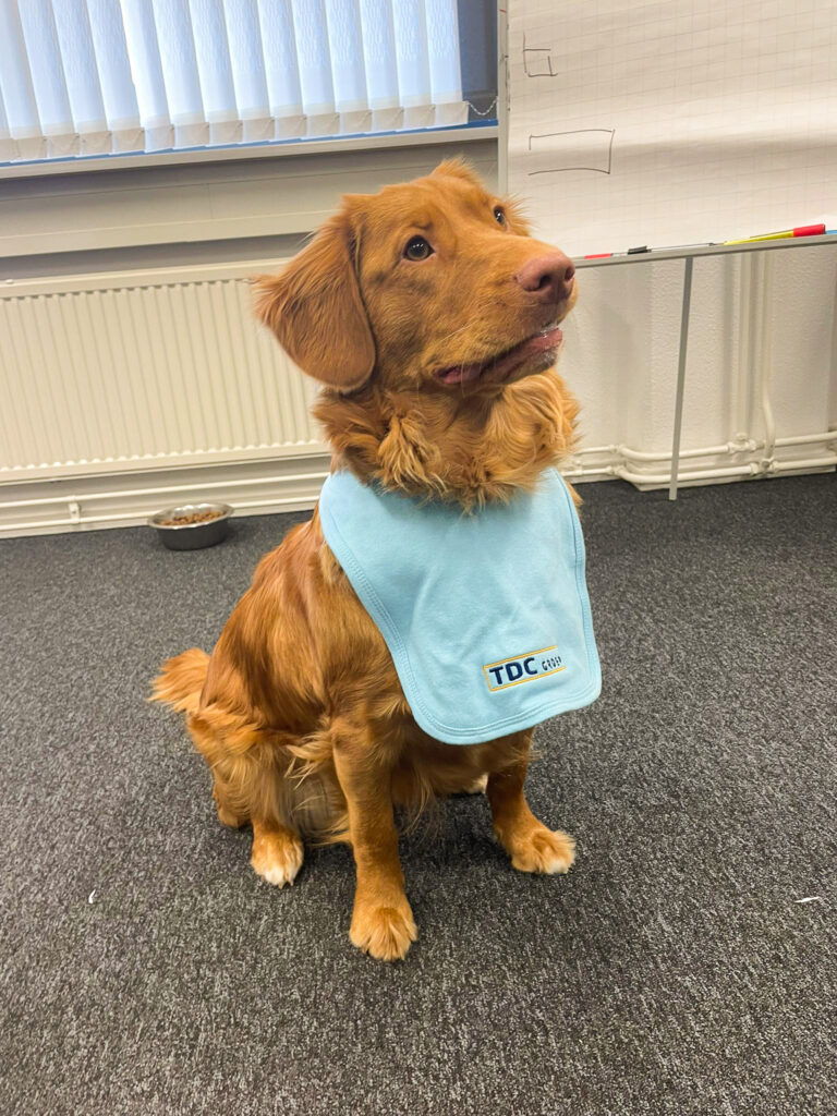 Eevee, de hond van Rik op kantoor